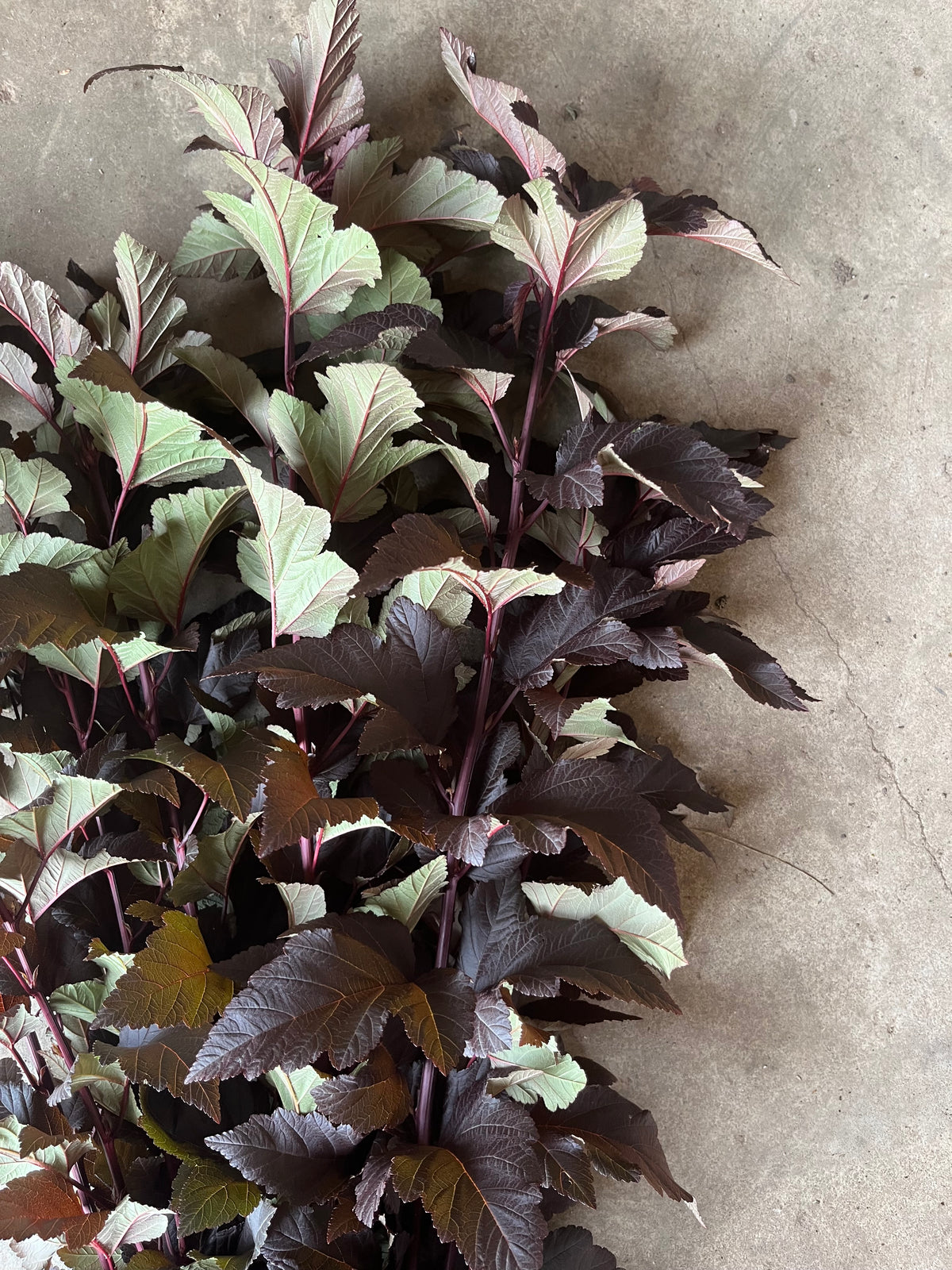 Physocarpus - Diabolo
