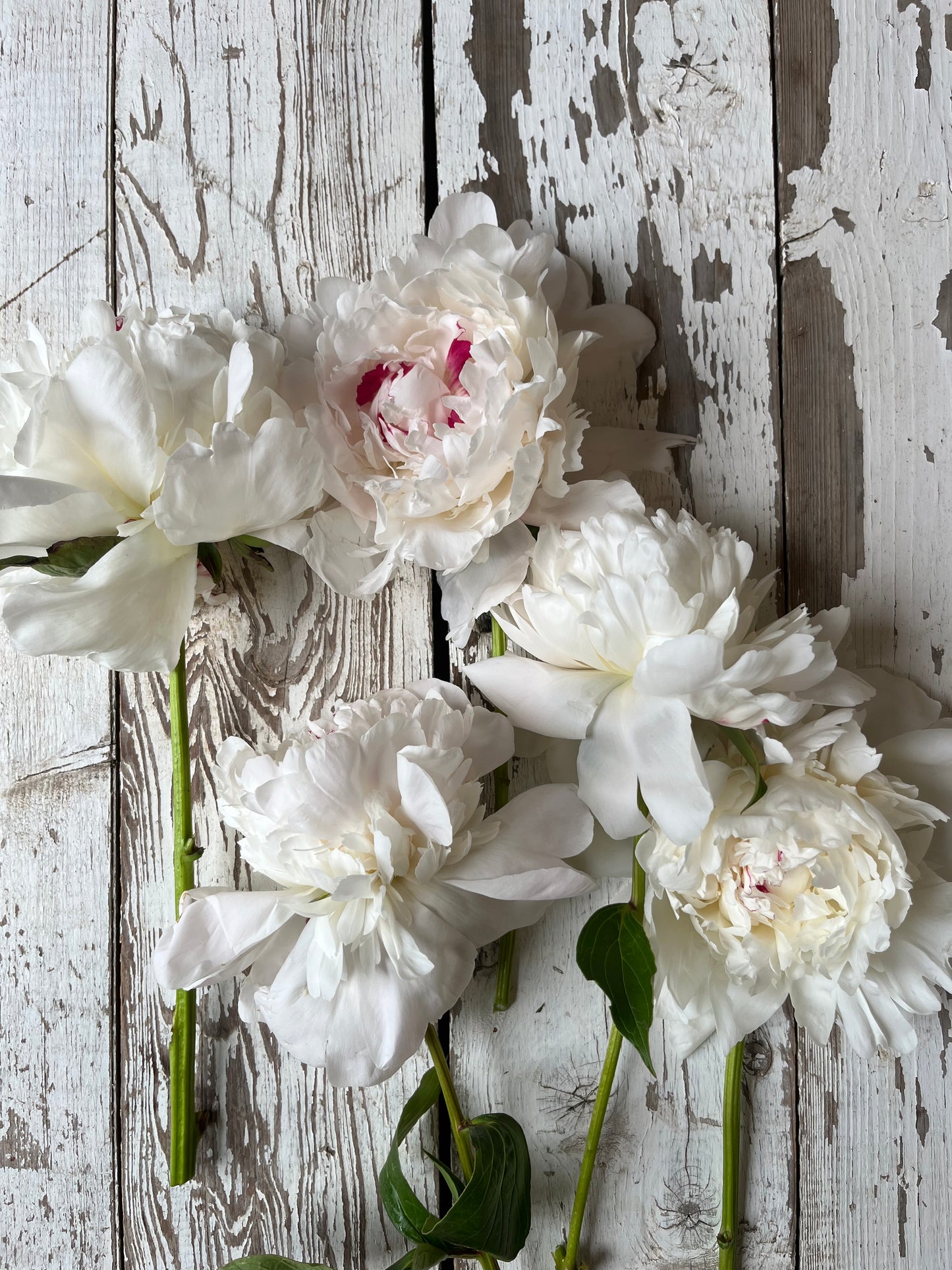 Pivoine - Festiva maxima