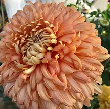 Chrysanthème - Apricot Courtier