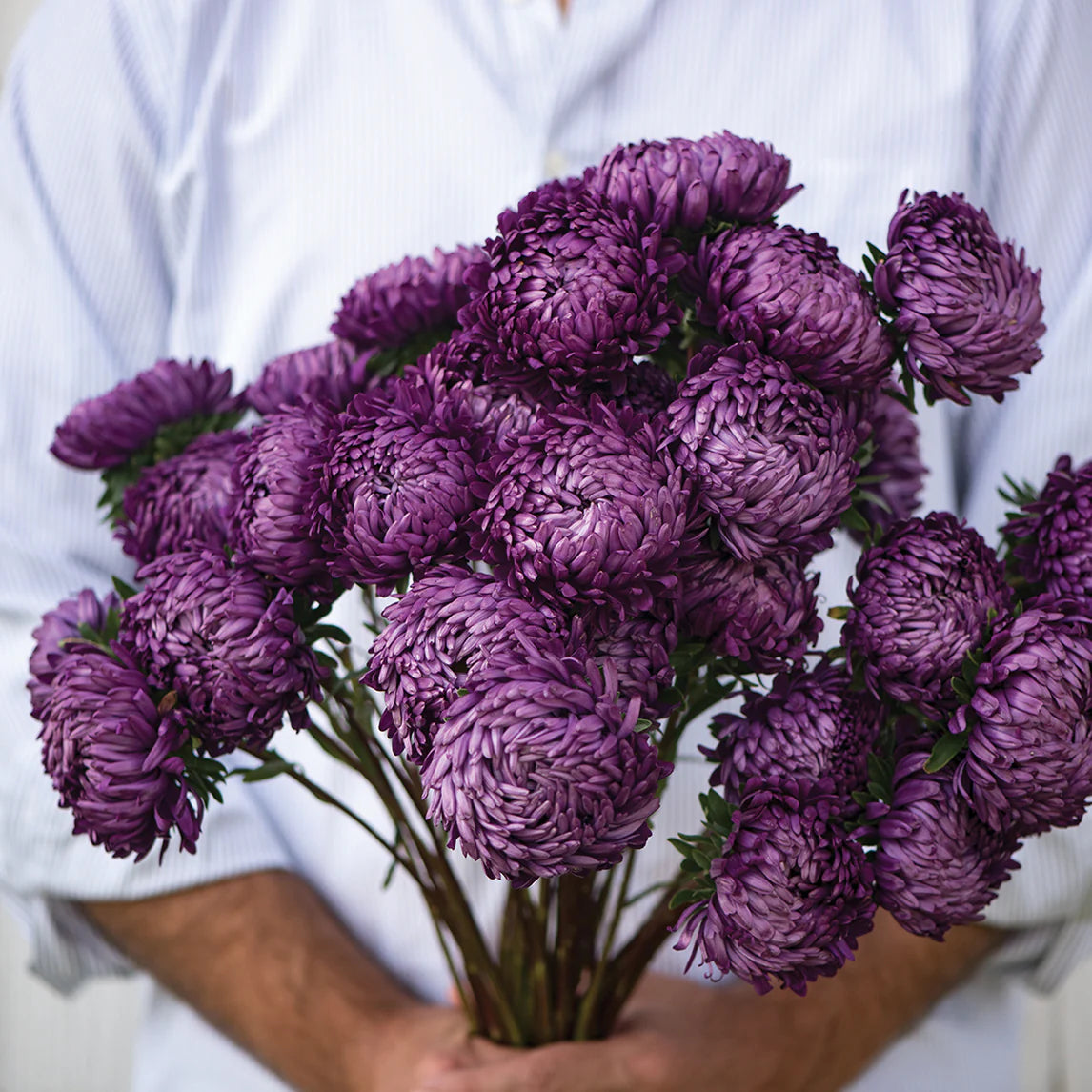 Aster de chine - Tower Violet