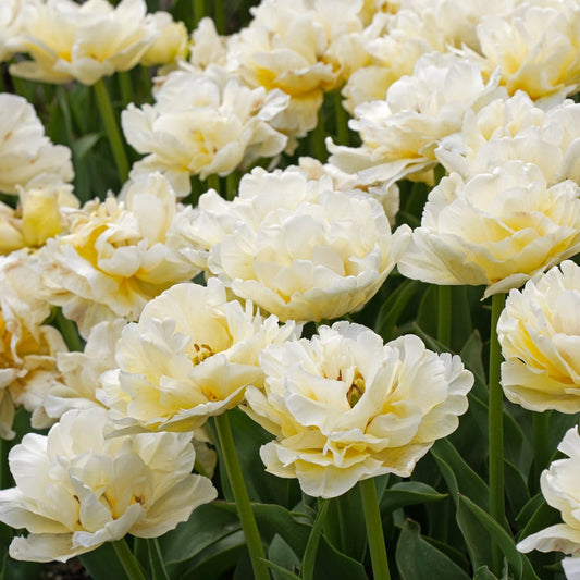 Tulipe double - Avant garde - ST VALENTIN