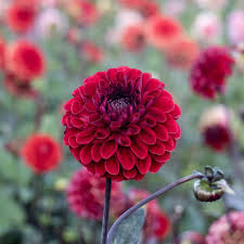 Dahlia - Baccara
