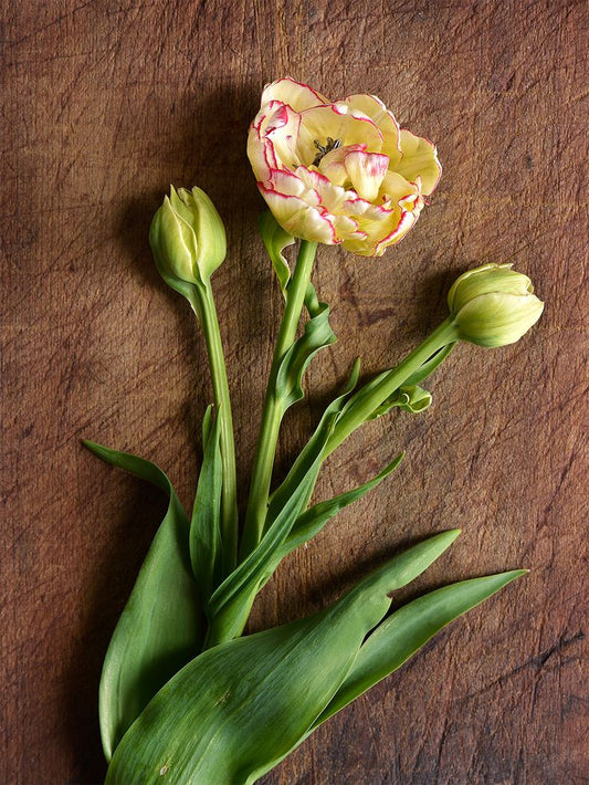 Tulipe double - Belicia
