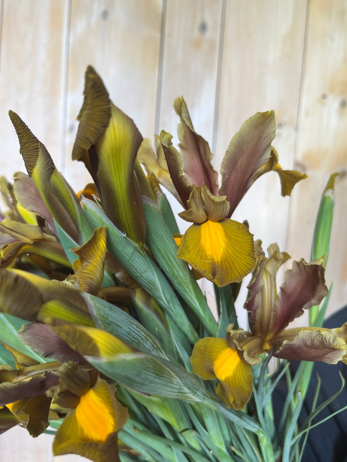 Iris - Autumn fire