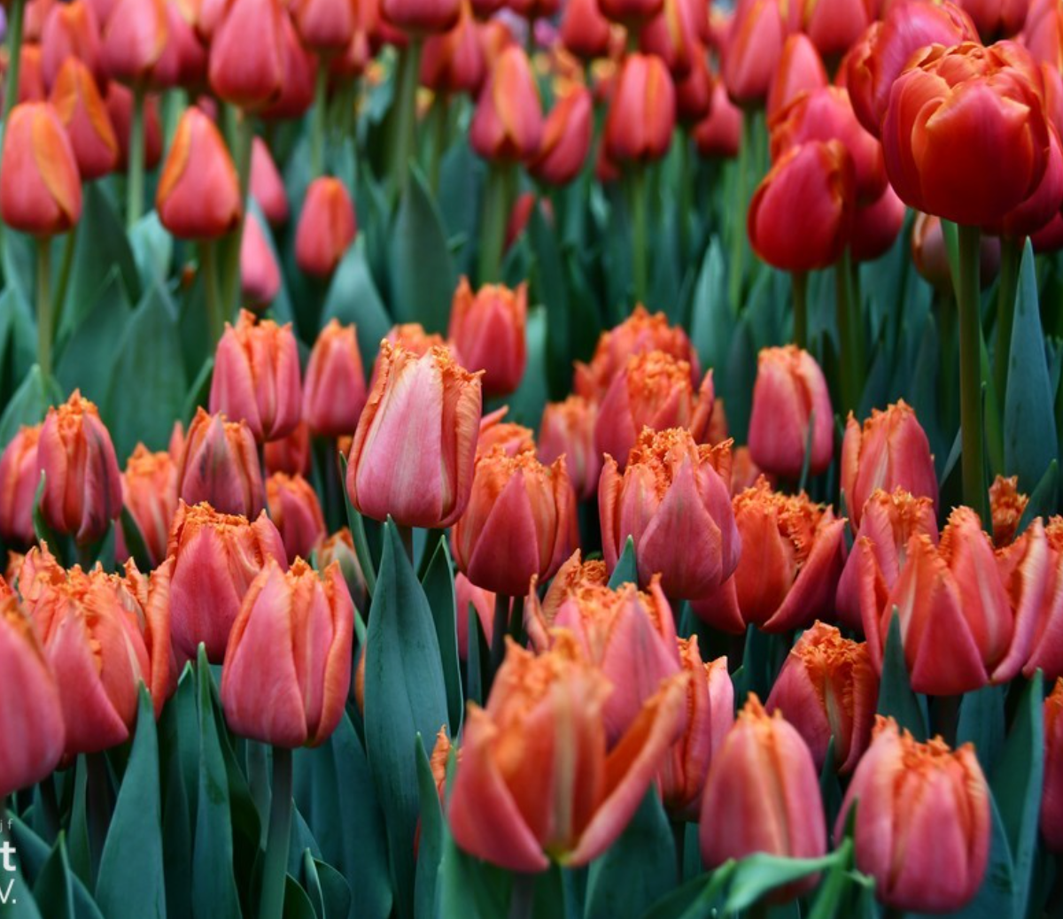 Tulipe double frangée - Orange passion - PÂQUES