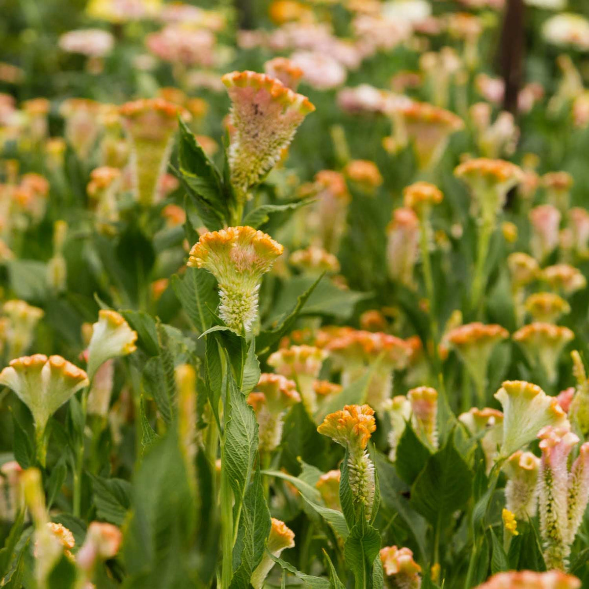 Celosia - Crystal Beauty