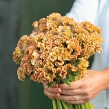 Celosia - Crystal Beauty