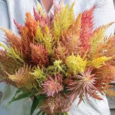 Celosia Sunday - Mix