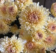 Chrysanthème - Mary Brownbridge