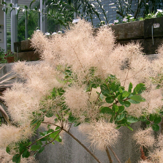 Cotinus - Young Lady
