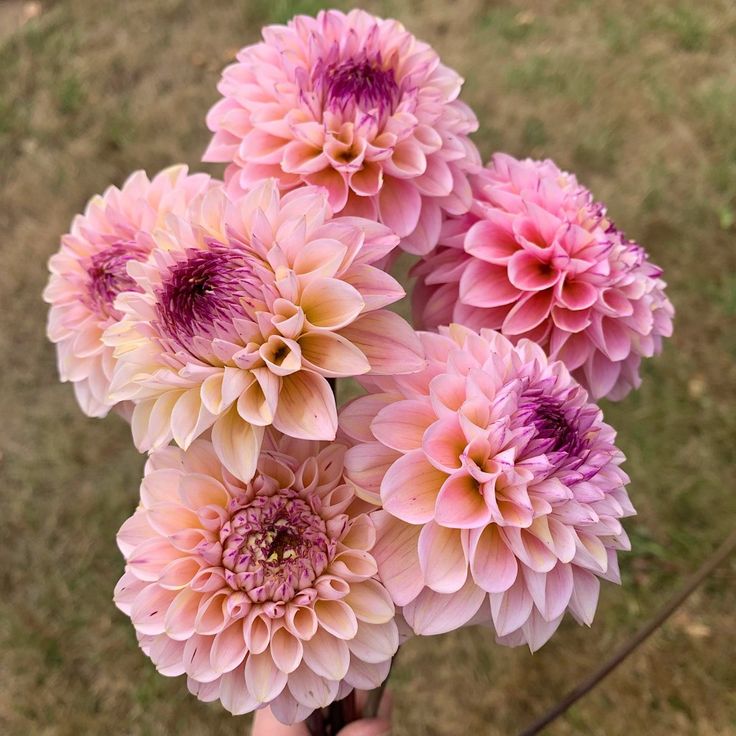 Dahlia - Wine eyes jill