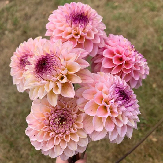 Dahlia - Wine eyes jill