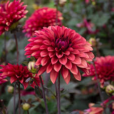 Dahlia - Danique