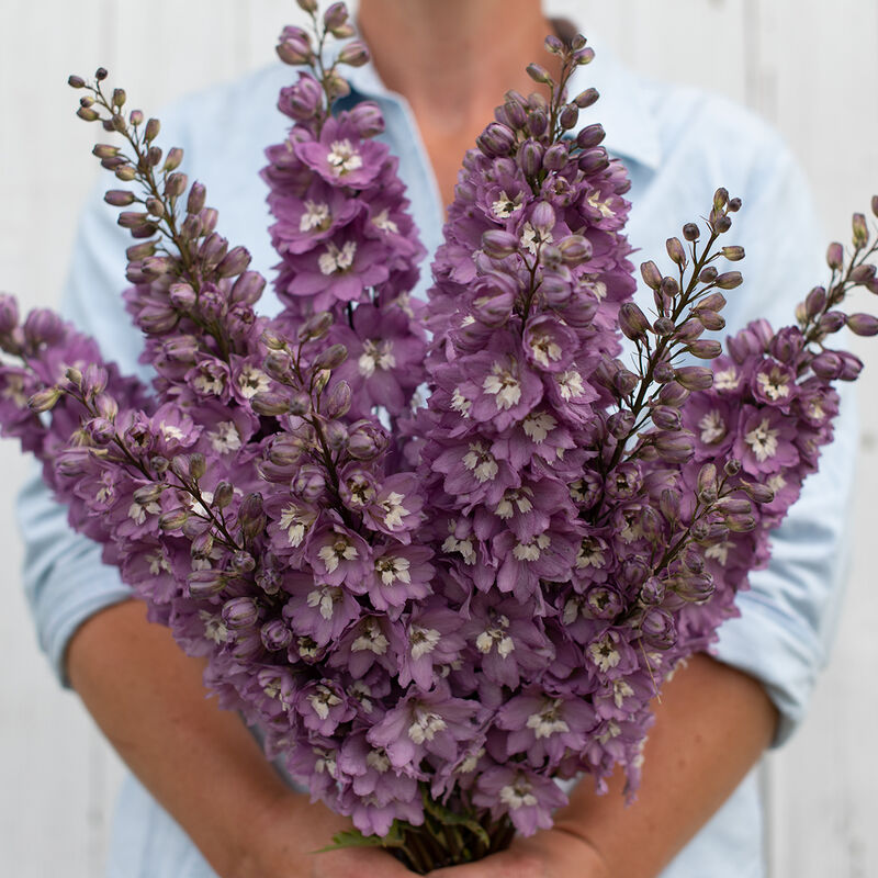 Delphinium - Raisin