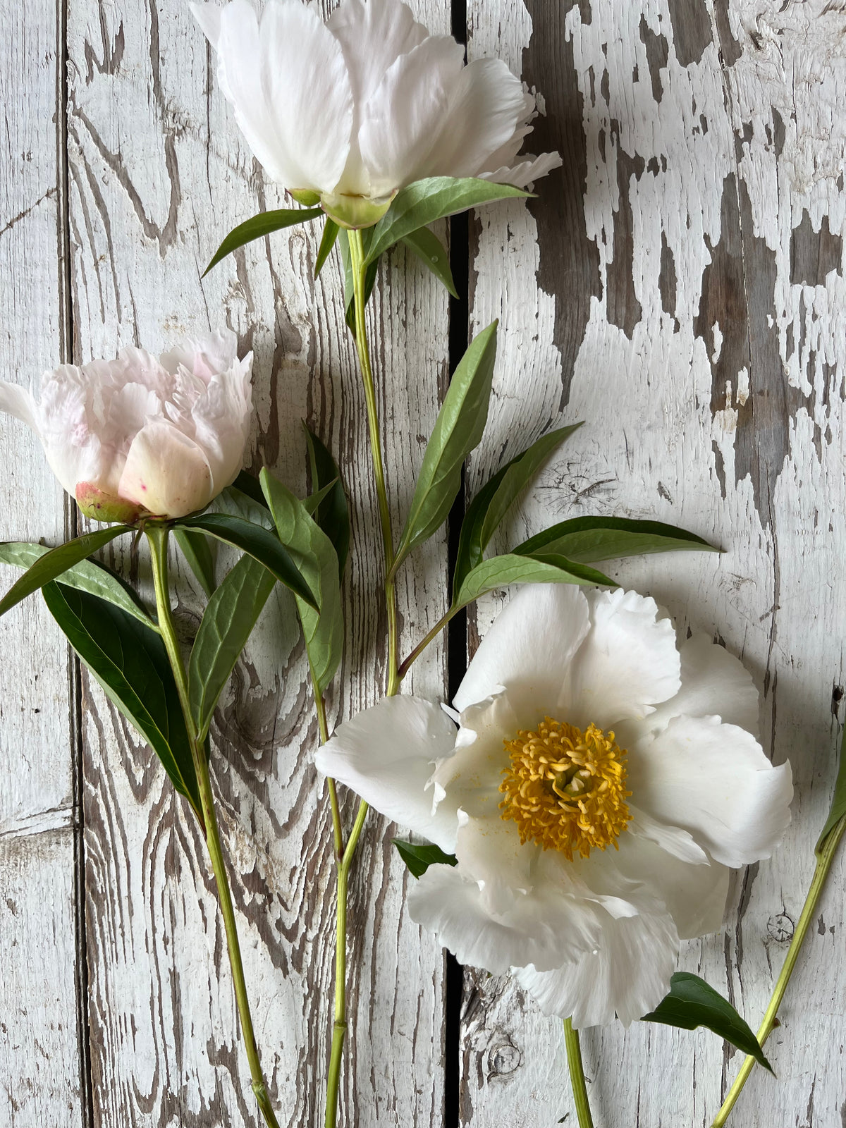 Pivoine - Wringled white