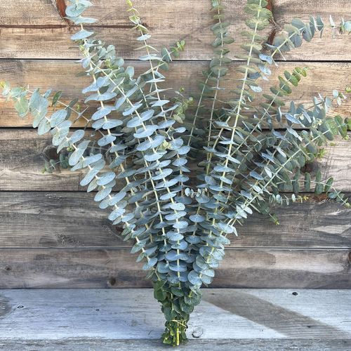 Eucalyptus - Baby Blue