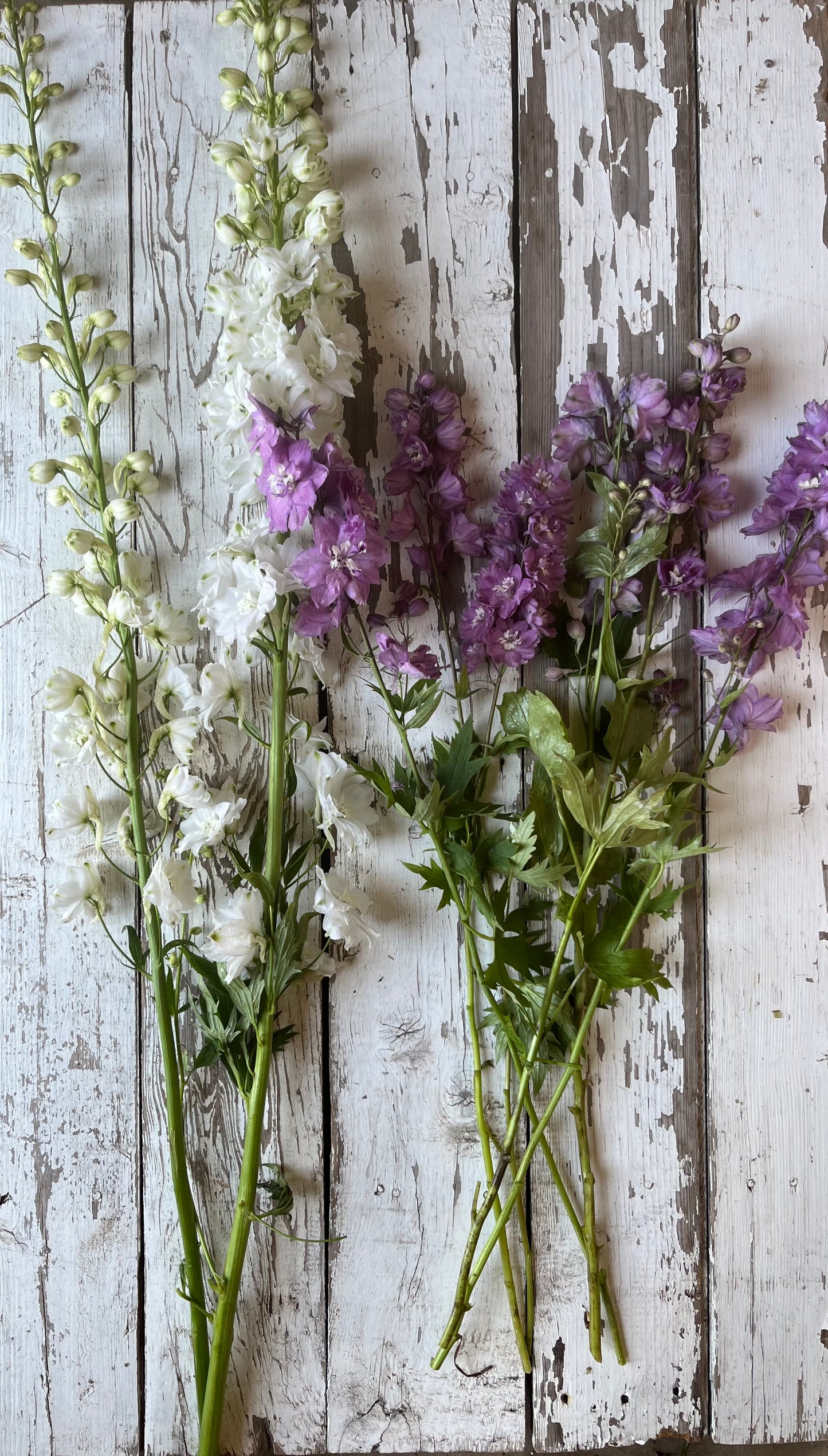 Delphinium - Blanche - Calibre B