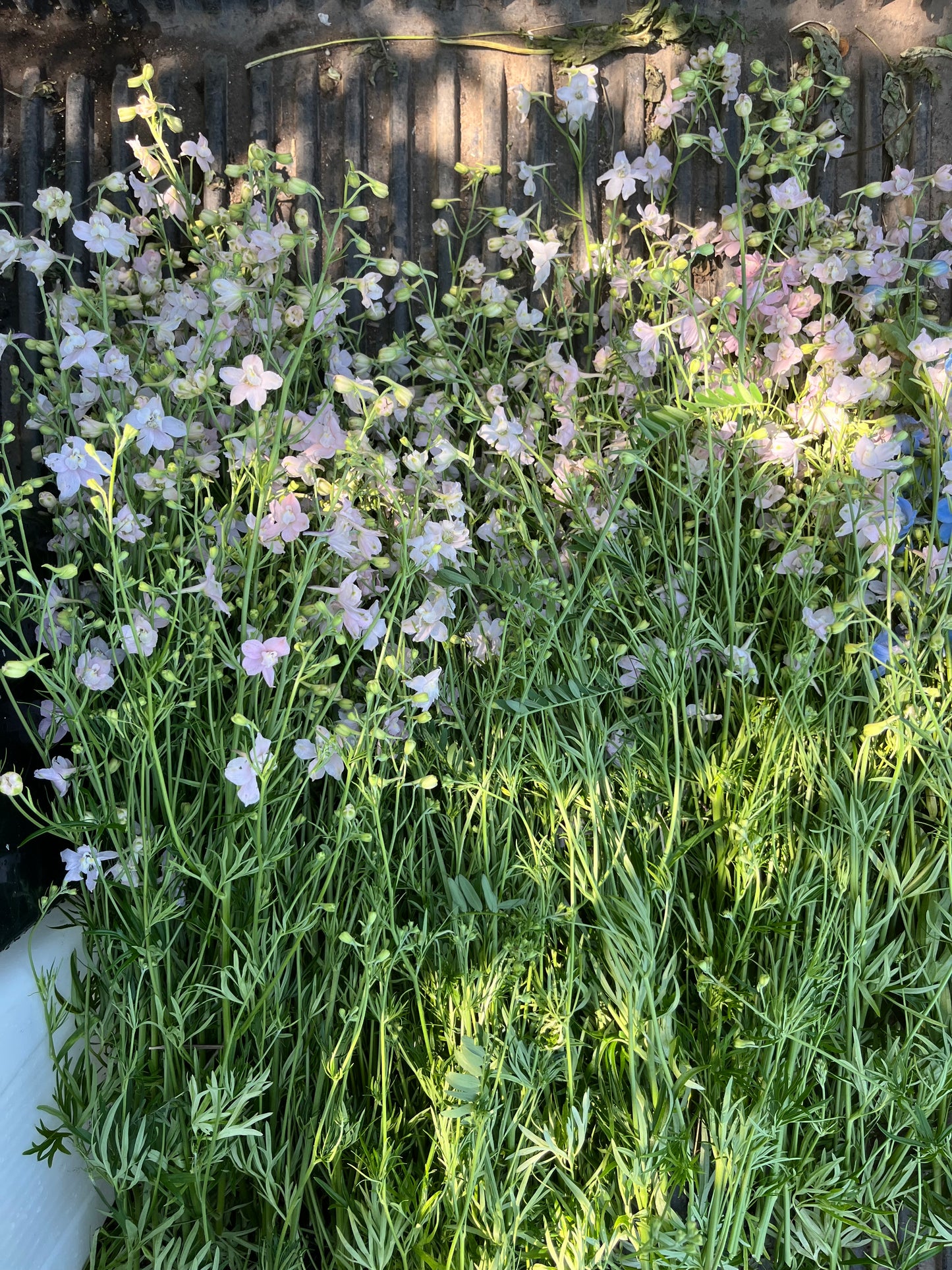 Delphinium - Papillon rose