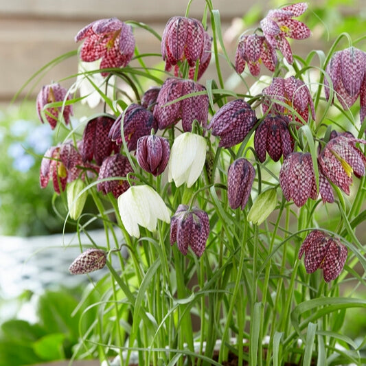 Fritilaire - Meleagris