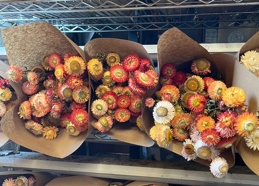 Immortelle - Mélange Pêche - SÉCHÉES - 30 tiges