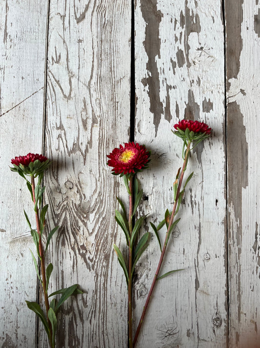 Aster Bonita - Scarlet