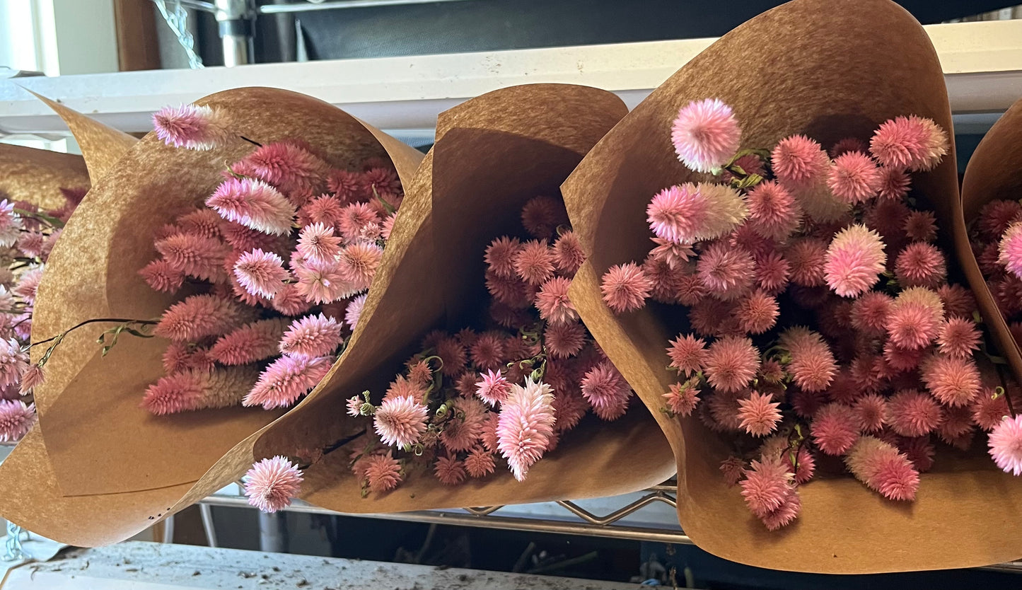 Celosia spicata - Flamingo - SÉCHÉE - 40 tiges