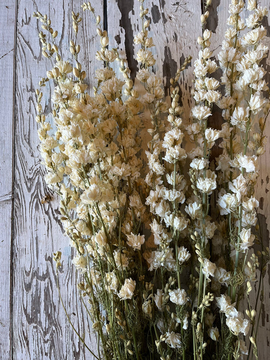 Larkspur - blanc - SÉCHÉ