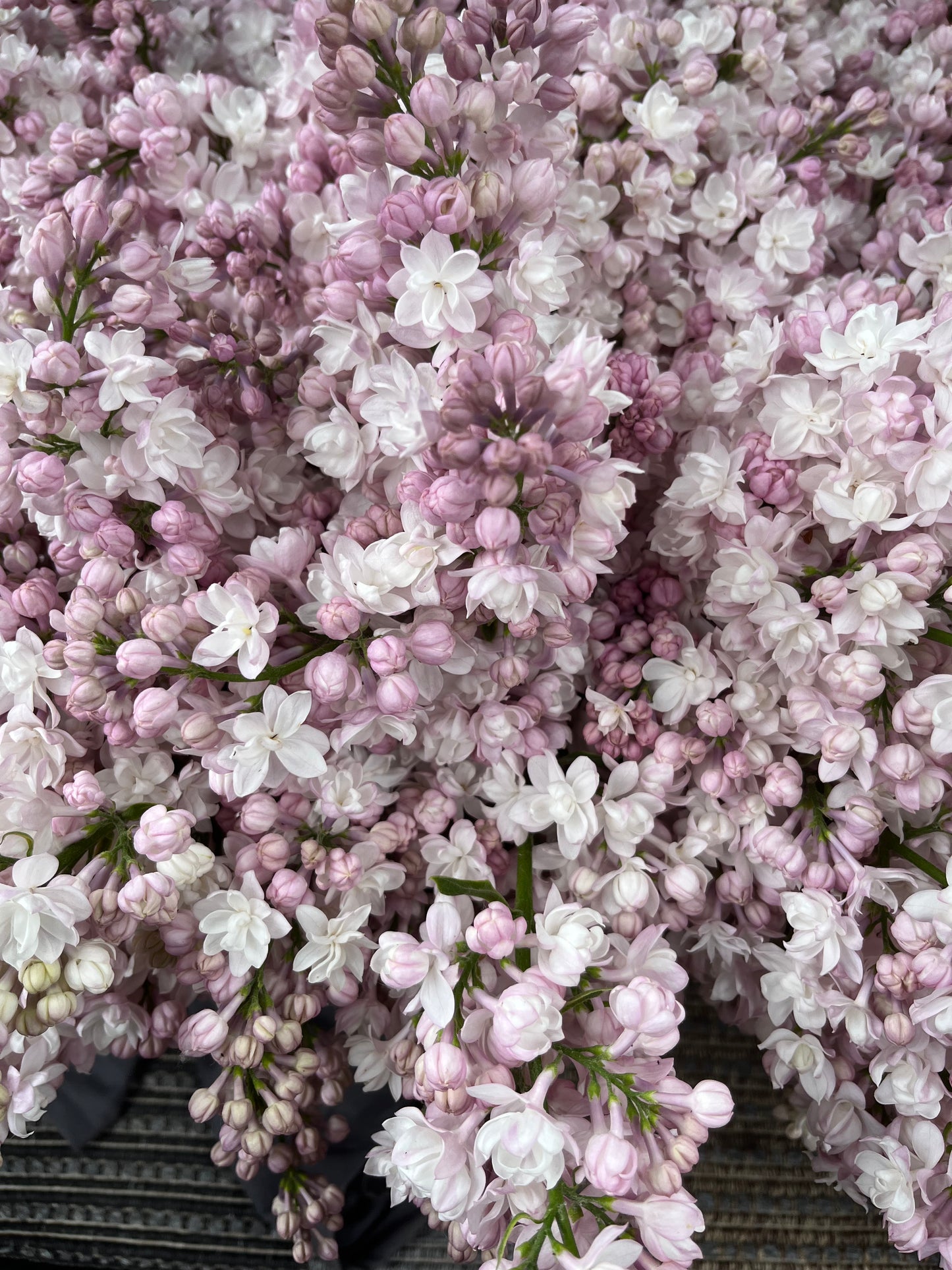 Lilas - Beauty of Moscow - Petit Calibre