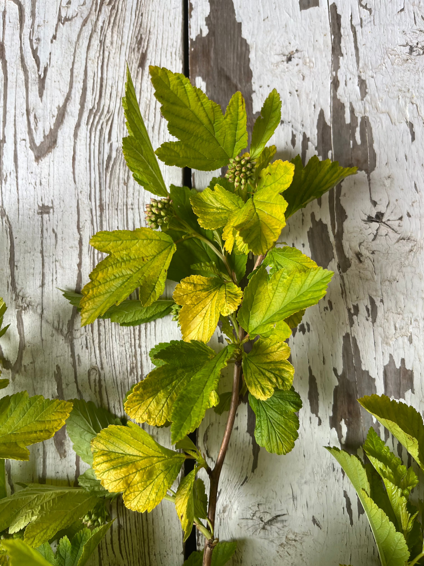 Physocarpus - Dart's gold