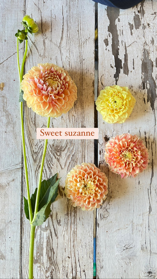 Dahlia - Sweet Suzanne