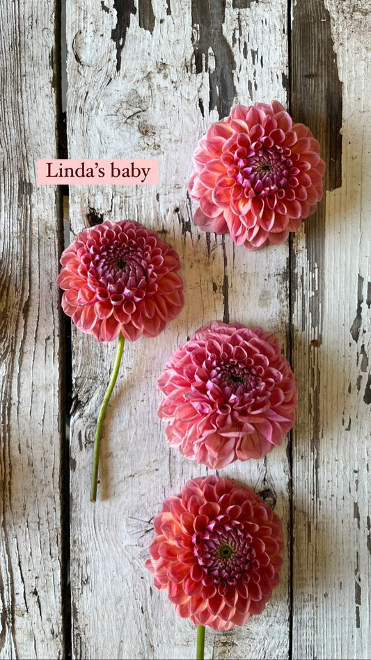 Dahlia - Linda's baby