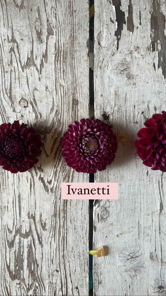 Dahlia - Ivanetti