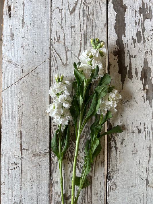 Giroflées - Blanche