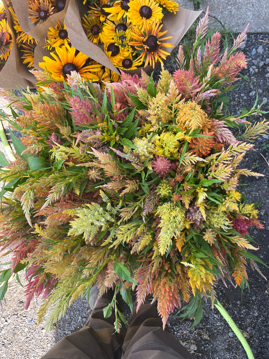 Celosia Sunday - Mix