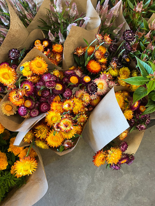 Immortelle - Mélange Coloré - Orange/jaune/prune