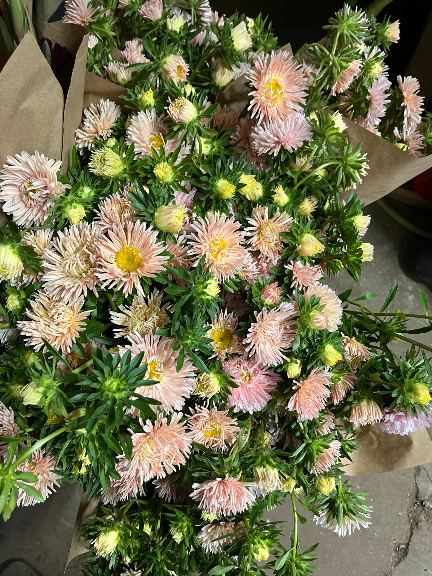 Aster - Abricot