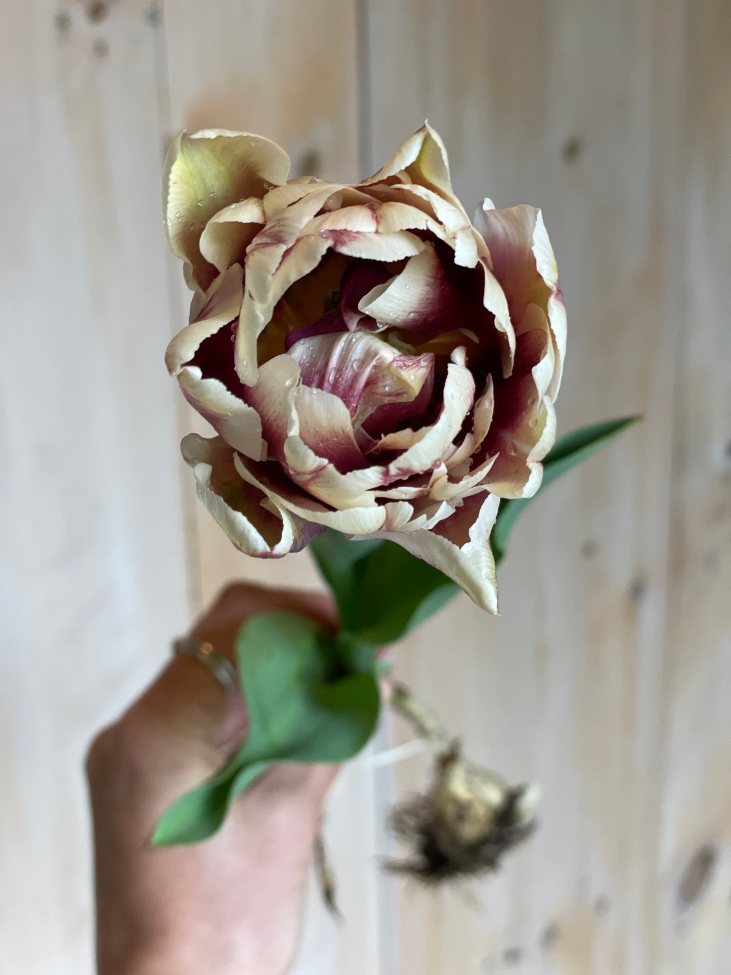 Tulipe double - Wyndham