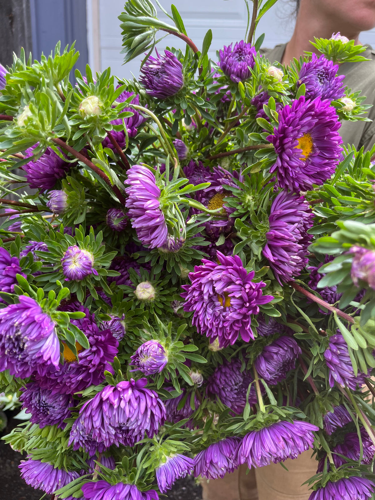 Aster de chine - Tower Violet