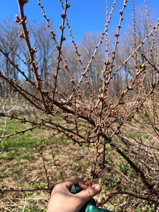 Branche - Amandier - droite