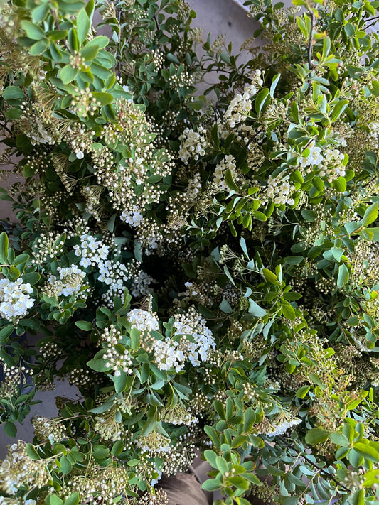 Spirée - Bridal wreath