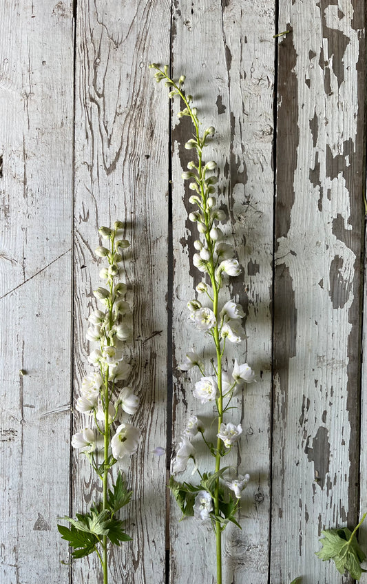 Delphinium - Blanc
