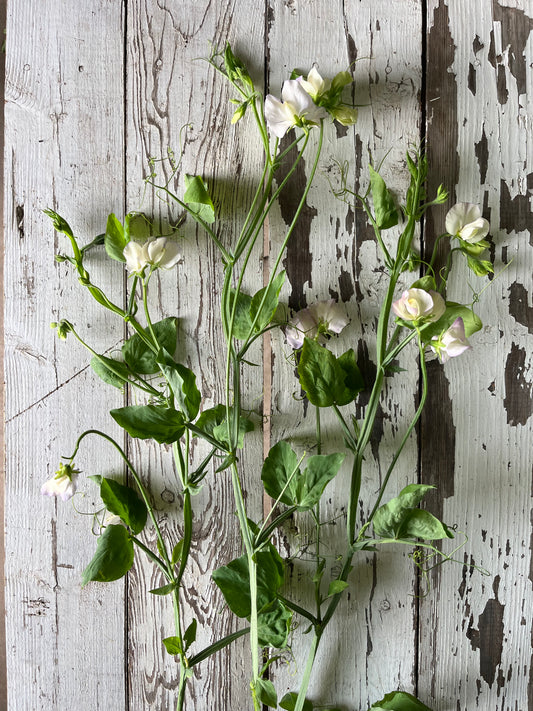Pois de senteur sur vigne - Old times