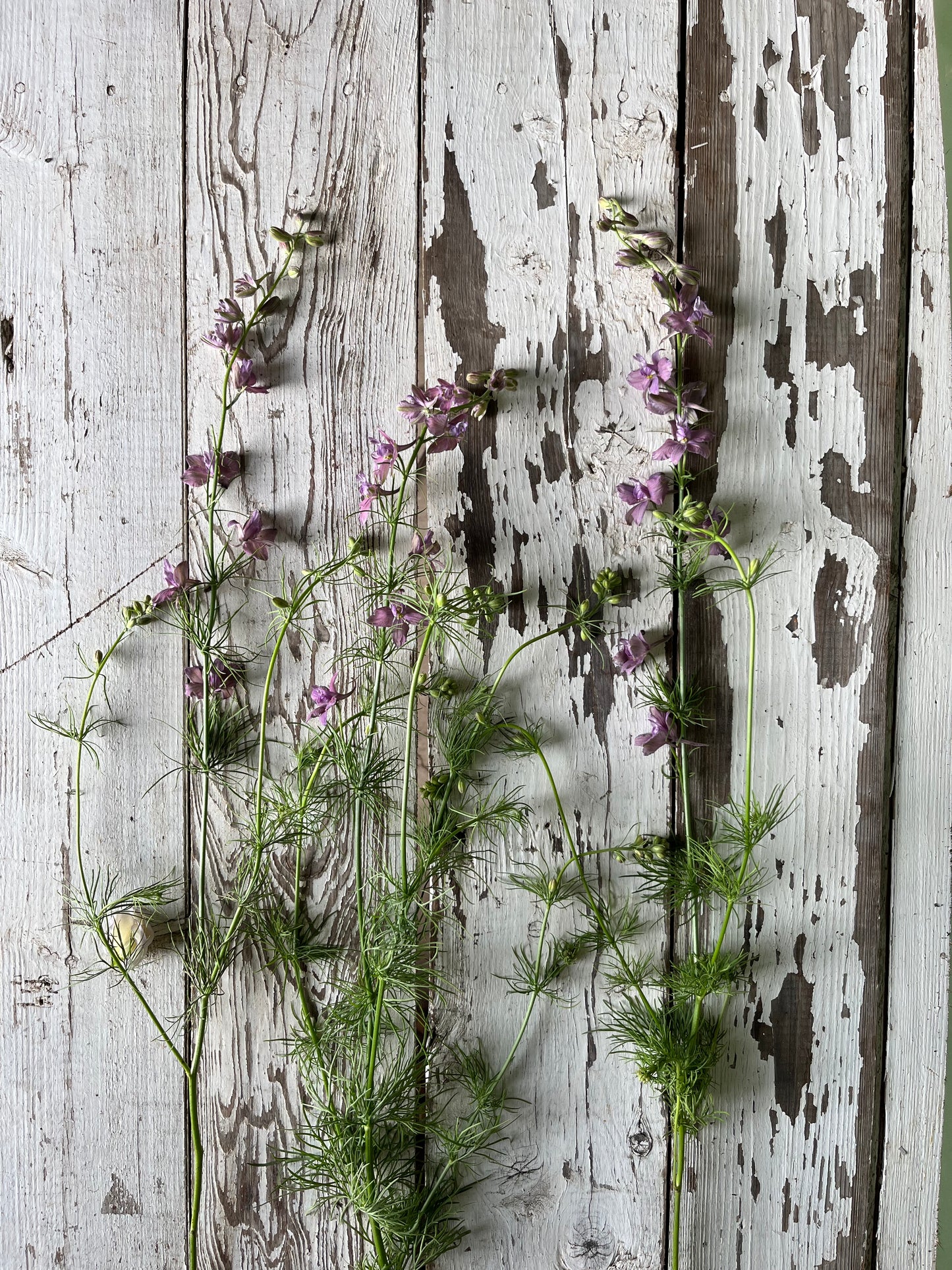 Larkspur - Misty lavender