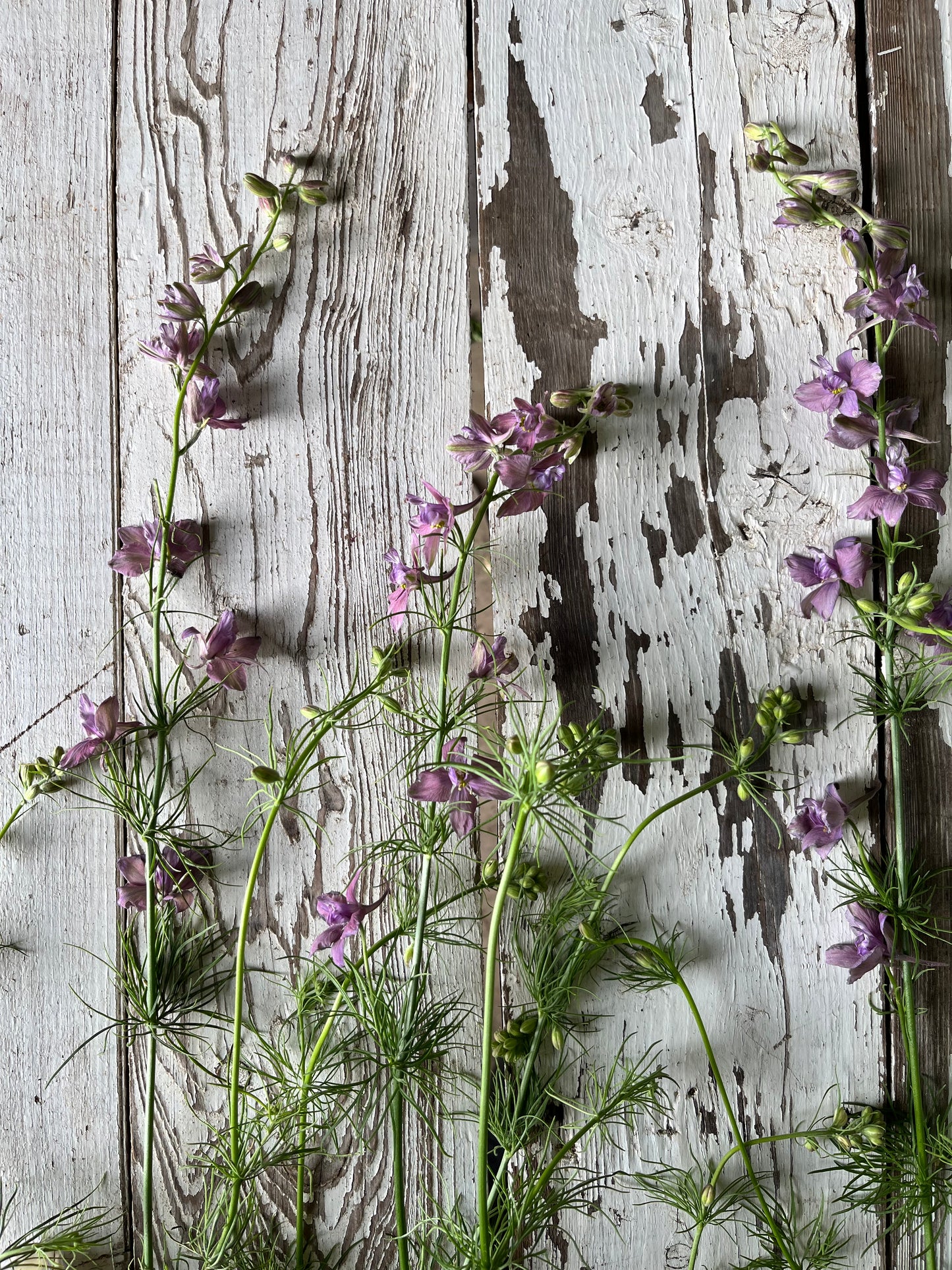 Larkspur - Misty lavender