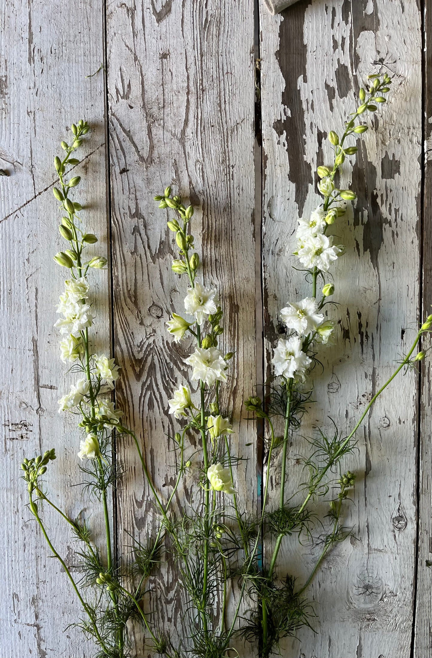 Larkspur - Blanc