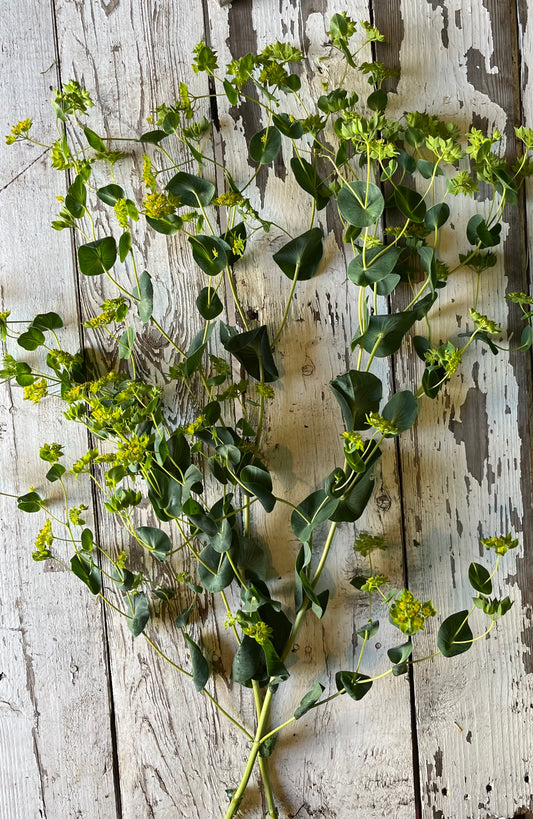 Bupleurum