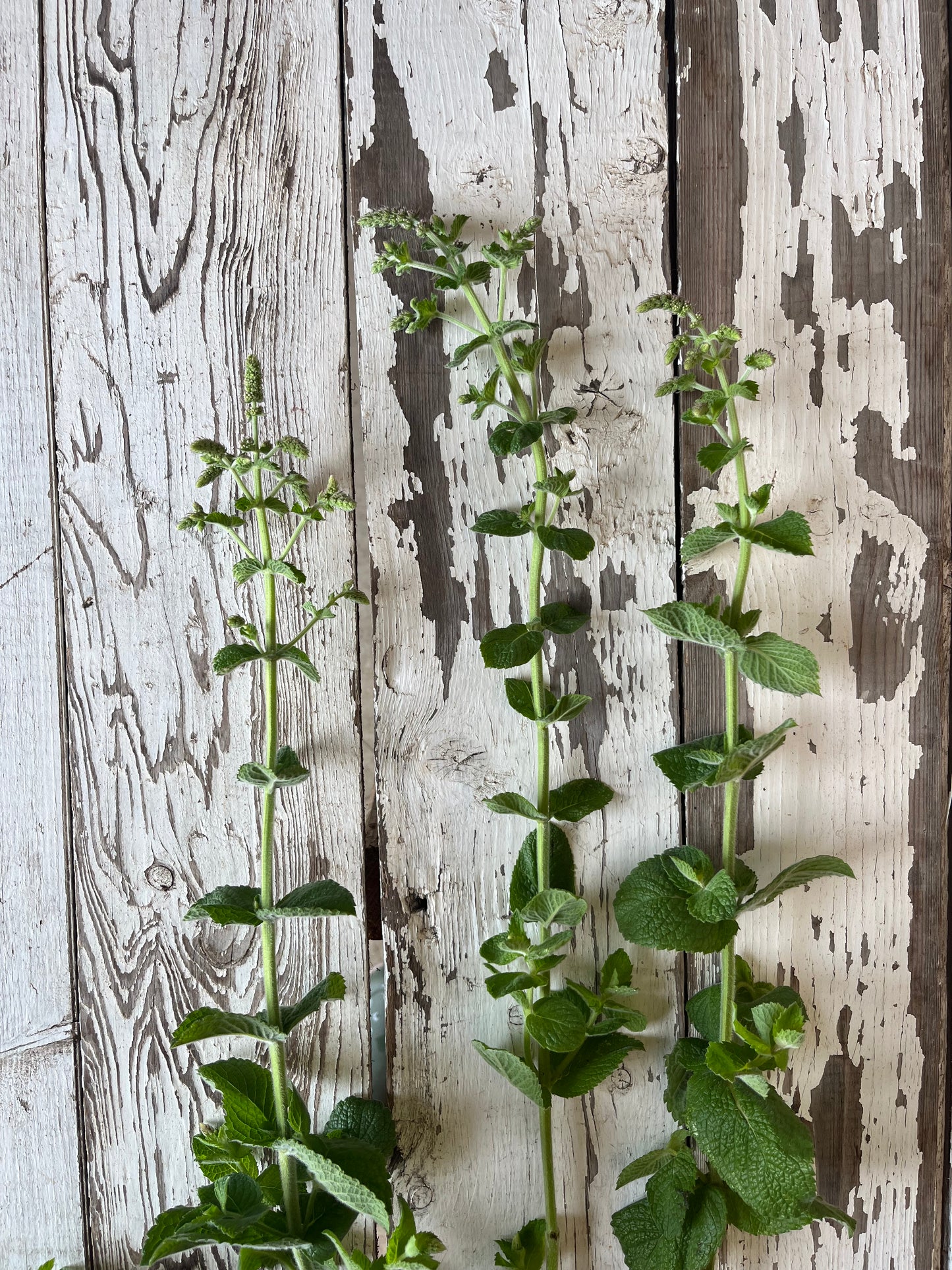 Menthe