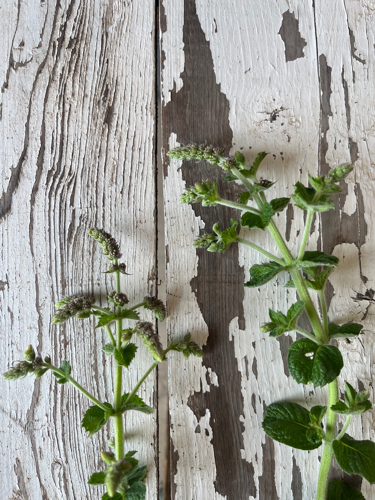 Menthe