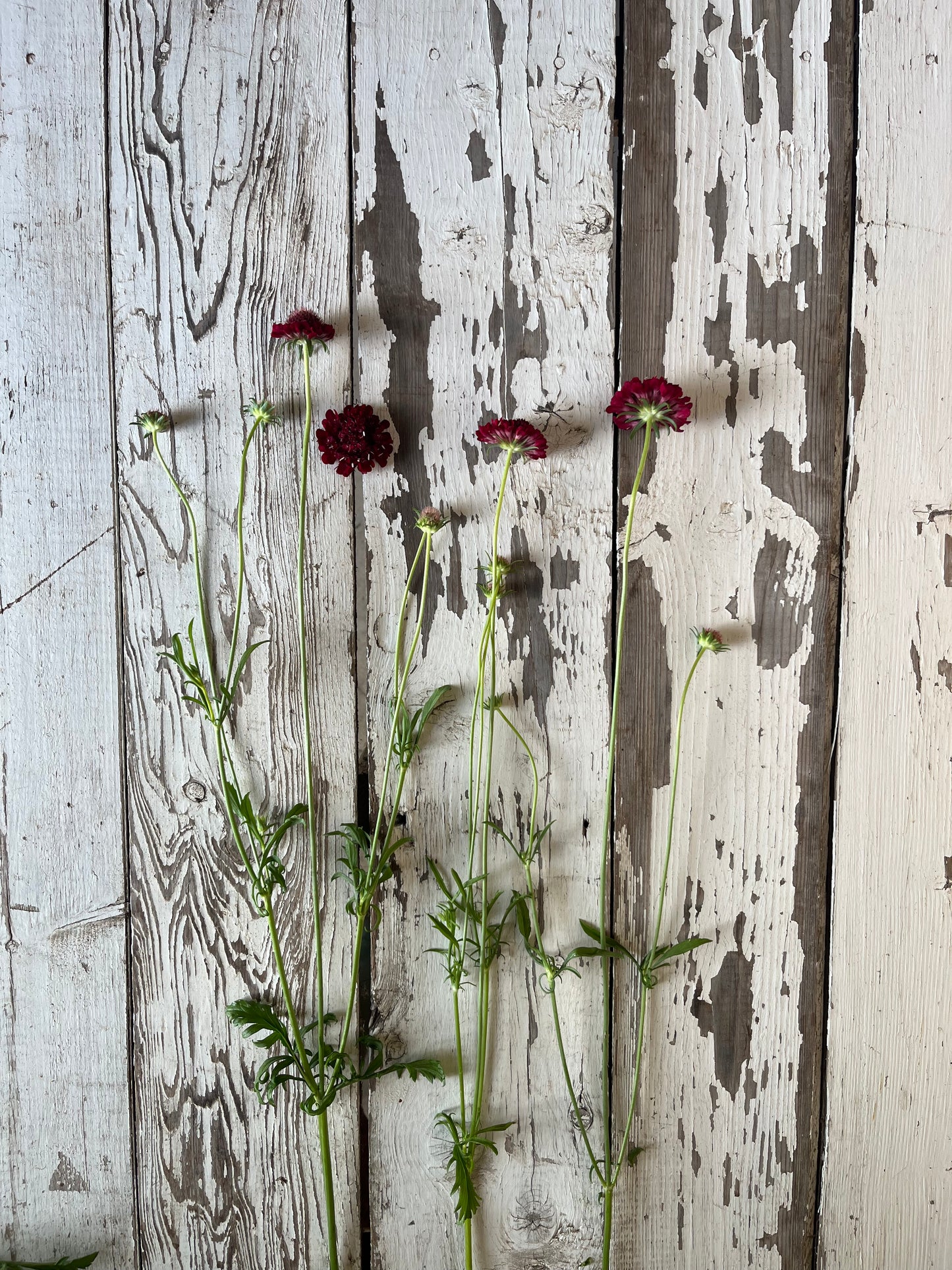 Scabieuse - Merlot
