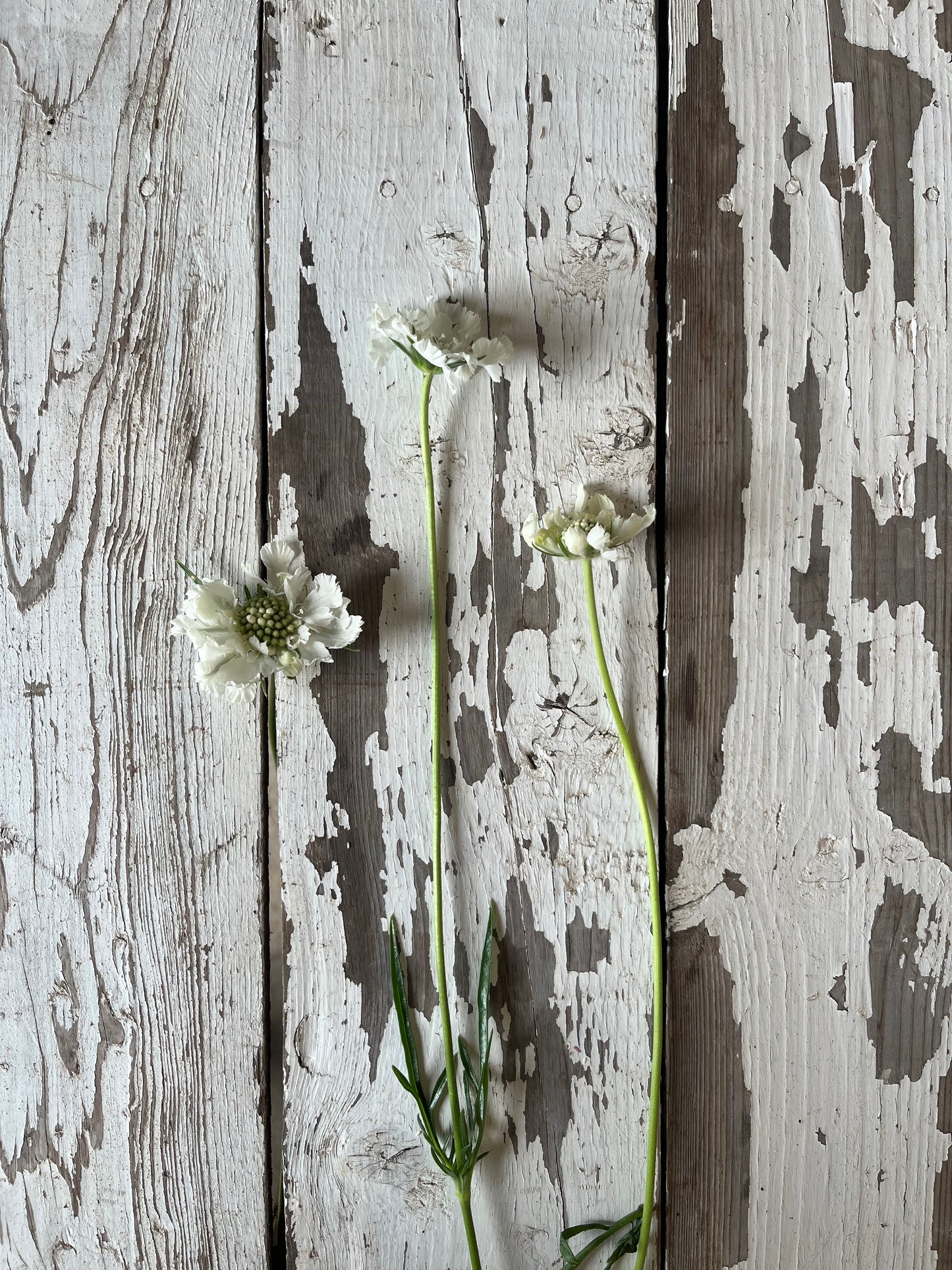 Scabieuse Fama - Blanche